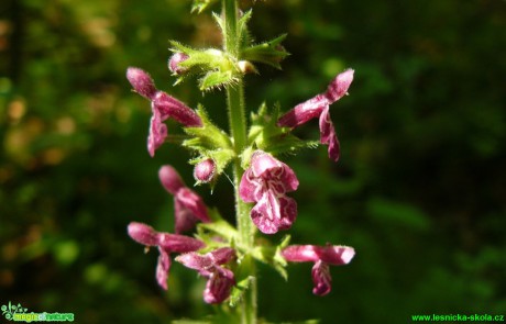 Čistec lesní - Stachys sylvatica - Foto Pavel Stančík