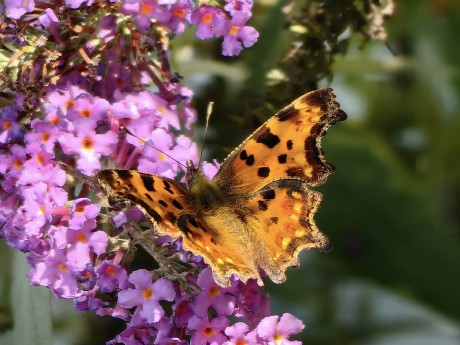 Odpoledne s motýli - Foto Marie Vykydalová 1023 (1)