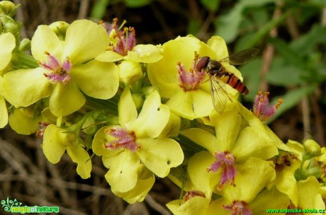 Divizna černá - Verbascum nigrum - Foto Pavel Stančík