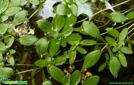 Hvězdoš mnohotvarý - Callitriche cophocarpa - Foto Pavel Stančík