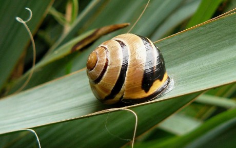 Páskovka hajní - Cepea nemoralis - Foto Pavel Stančík 1123