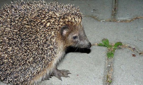 Ježek východní - Erinaceus roumanicus - Foto Pavel Stančík 1123