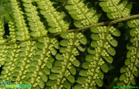 Kapraď samec - Dryopteris filix- mas - Foto Pavel Stančík