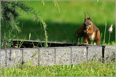 Veverka - Foto Pavel Balazka 0623