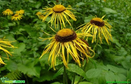 Kolotočník ozdobný - Telekia speciosa - Foto Pavel Stančík