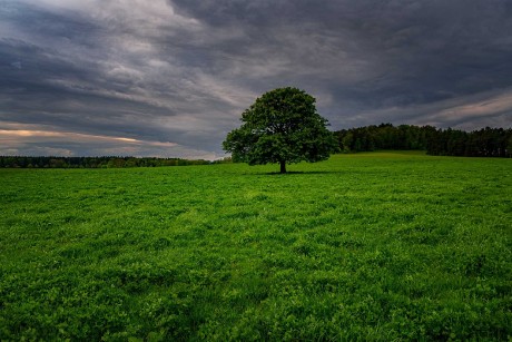 Sám - Foto Jaroslava Jechová 0623