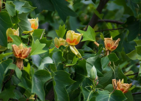 Liliovník tulipánokvětý - Foto Jaroslava Jechová 0723