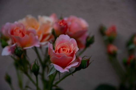 Růžový květ - Foto Jaroslava Jechová 0723