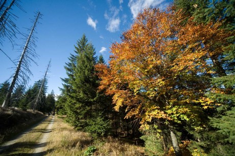 Na Šumavě - Foto Tomáš Kunze 1123 (3)