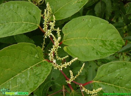 Křídlatka japonská - Reynoutria japonica - Foto Pavel Stančík