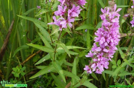 Kyprej vrbice - Lythrum salicaria - Foto Pavel Stančík