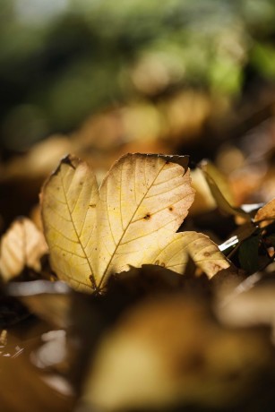 Podzim - Foto Jana Ježková 1023