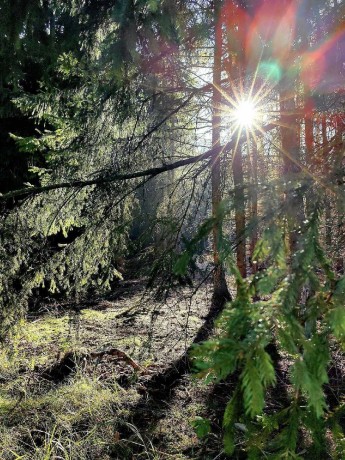 V podzimním lese - Foto Marie Vykydalová 1123 (4)