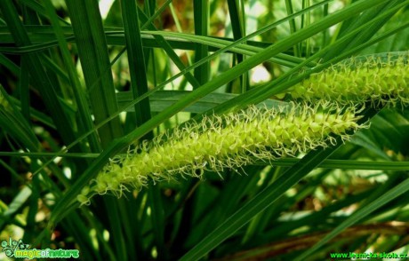 Ostřice zobánkatá - Carex rostrata - Foto Pavel Stančík