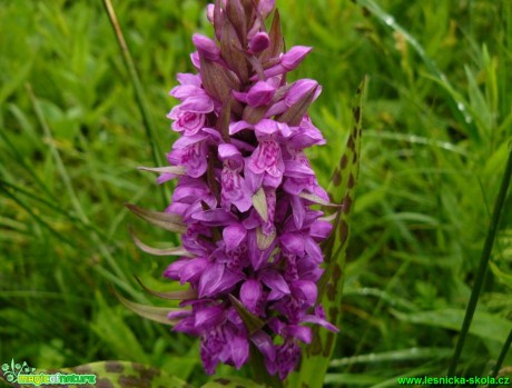 Prstnatec májový - Dactylorhiza majalis - Foto Pavel Stančík