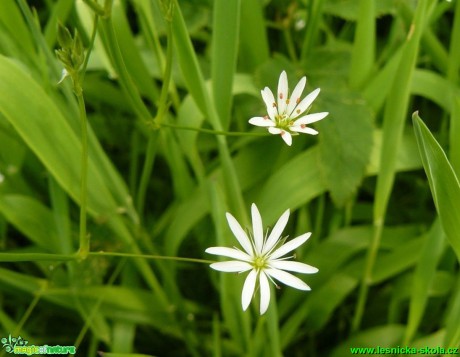 Ptačinec trávovitý - Stellaria graminea - Foto Pavel Stančík