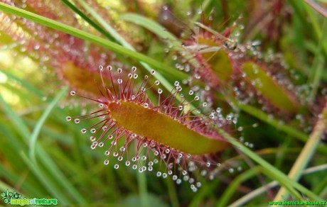 Rosnatka anglická - Drosera anglica - Foto Pavel Stančík