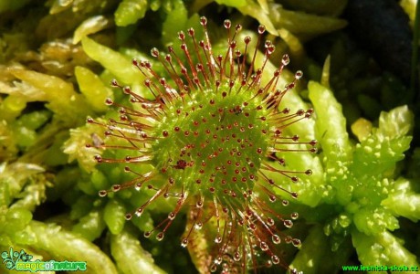Rosnatka okrouhlolistá - Drosera rotundifolia - Foto Pavel Stančík