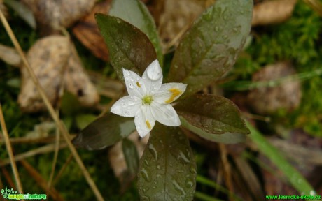 Sedmikvítek evropský - Trientalis europaea - Foto Pavel Stančík