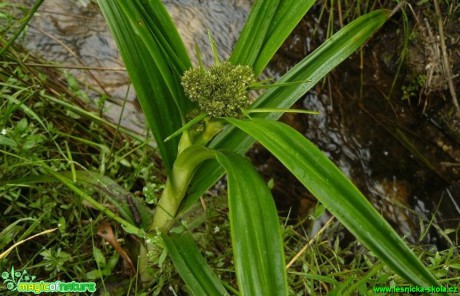 Skřípina lesní - Scirpus sylvaticus - Foto Pavel Stančík