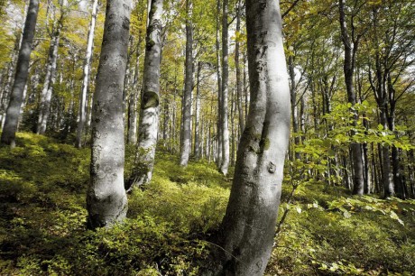 Šumavská místa - Foto Tomáš Kunze 1223 (8)