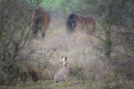 Rezervace divokých koní Milovice - Foto Jana Ježková 1023