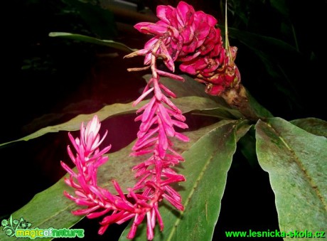 Galgán červenofialový - Alpinia purpurata - Foto David Hlinka