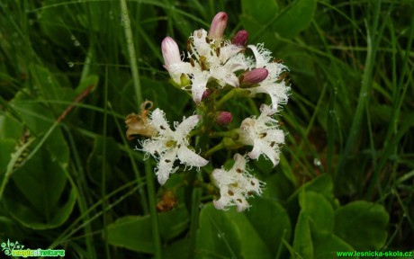 Vachta trojlistá - Menyanthes trifoliata - Foto Pavel Stančík