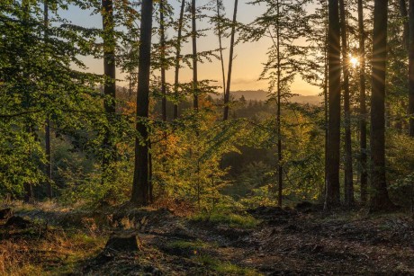 Svítání v lese - Foto Petr Germanič 1023