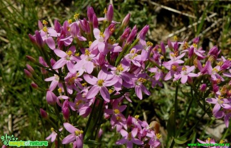 Zeměžluč lékařská - Centaurium erythraea - Foto Pavel Stančík