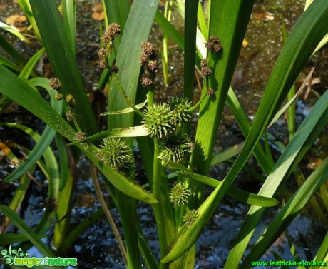 Zevar vzpřímený - Sparganium erectum - Foto Pavel Stančík