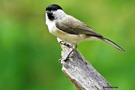 Sýkora babka - Parus palustris - Foto Pavel Balazka 0923 (1)