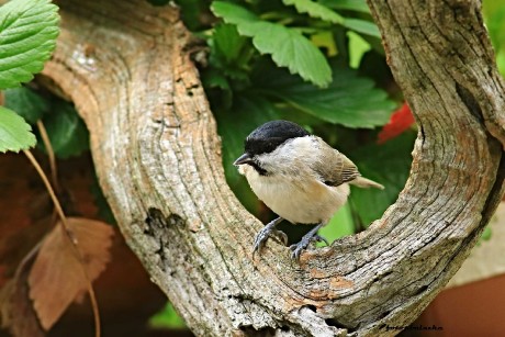 Sýkora babka - Parus palustris - Foto Pavel Balazka 0923