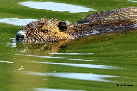 Nutrie říční - Myocastor coypus - Foto Pavel Balazka 0923 (1)