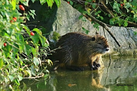 Nutrie říční - Myocastor coypus - Foto Pavel Balazka 0923 (4)