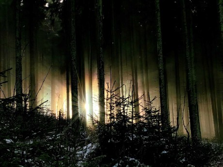 Slunce v lesích - Foto Marie Vykydalová 1123 (1)