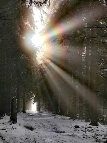Slunce v lesích - Foto Marie Vykydalová 1123 (2)