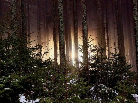 Slunce v lesích - Foto Marie Vykydalová 1123 (3)