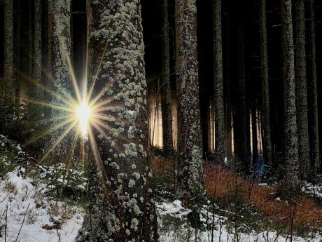 Slunce v lesích - Foto Marie Vykydalová 1123