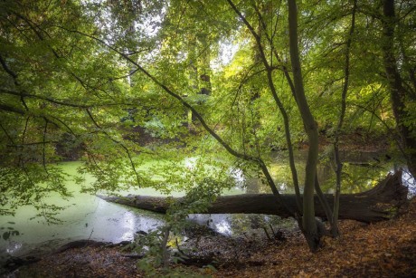 Mokřiny a tůně v lužních lesích - Foto Jana Vondráčková 1023 (1)