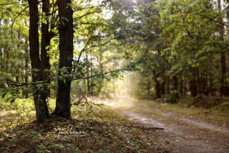 Lesní cesta v Polabí - Foto Jana Vondráčková 1023