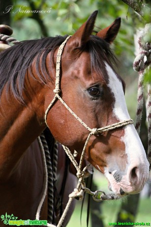 Kůň domácí - Equus caballus - Foto Petra Naimanová