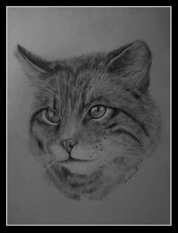 Kočičí pohled - kresba tužkou - Autor Marek Zimka 0124