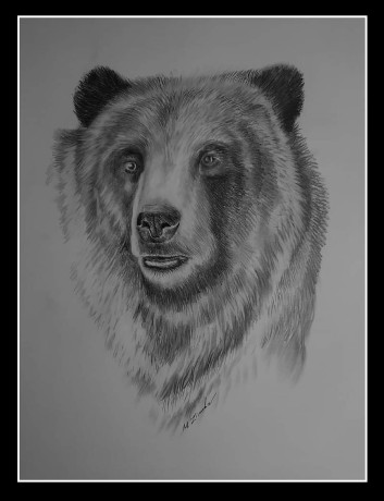 Medvěd - kresba tužkou - Autor Marek Zimka 0124