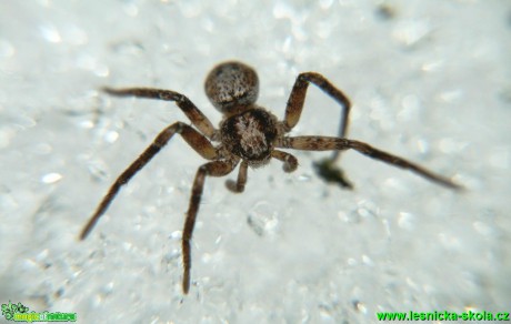 Listovník - Philodromus 2,5mm - Foto G. Ritschel