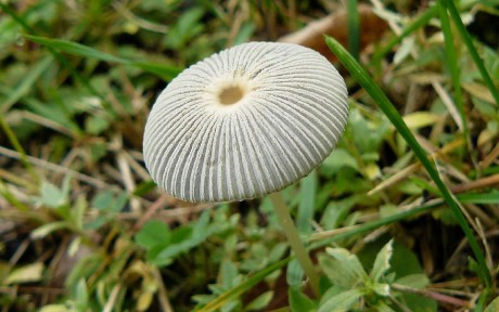 Hnojník řasnatý - Parasola plicatilis - Foto Pavel Stančík 0124