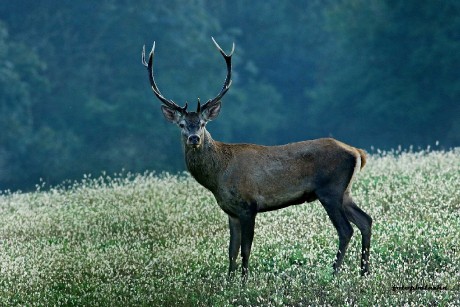 Jelení zvěř - Foto Pavel Balazka 0923 (2)