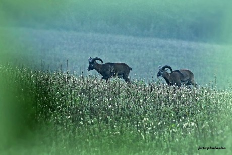 Mufloni v mlžném ránu - Foto Pavel Balazka 0923