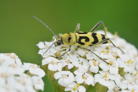 Tesařík - Chlorophorus varius - Foto Monika Suržinová 0124 (1)