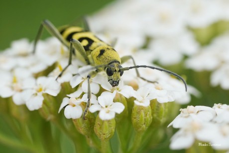 Tesařík - Chlorophorus varius - Foto Monika Suržinová 0124 (2)